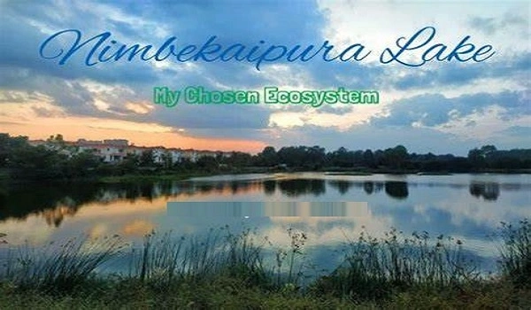 Featured Image of Nimbekaipura is Famous For